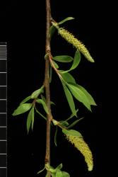 Salix gooddingii. Coetaneous male catkins and leaves.
 Image: D. Glenny © Landcare Research 2020 CC BY 4.0